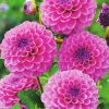dahlia-boy-scout