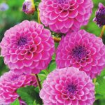 dahlia-boy-scout