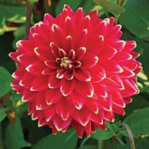 Dahlia