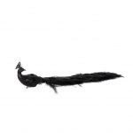 black-peacork-feathers